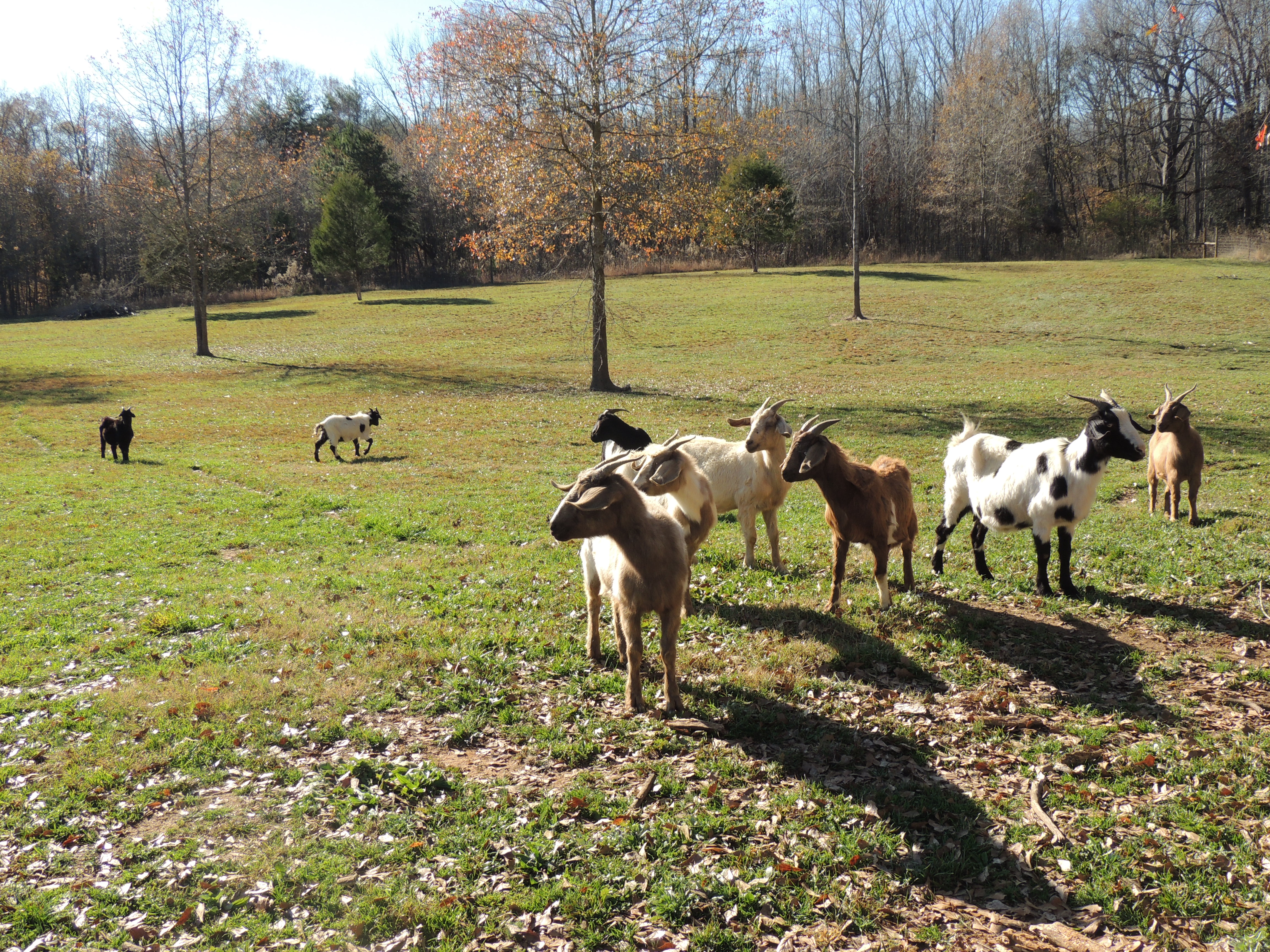 herd-of-goats